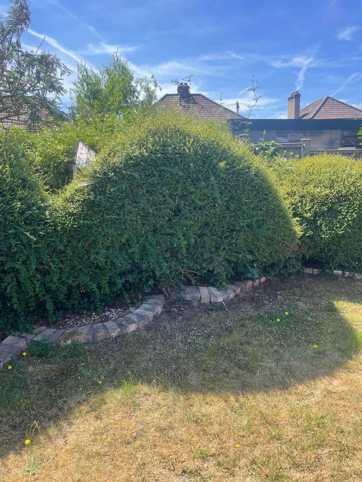 Before: a large overgrown hedge filling the end of a back garden